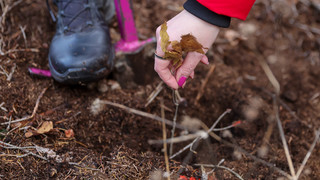 Tag des Waldes: Viele Baumpflanzaktionen in der Region