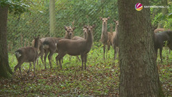 Invasive Art: Auch Sikawild in Tierparks könnte getötet werden