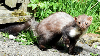 Auto vor Mardern schützen: Jetzt ist die aktive Zeit der Tiere