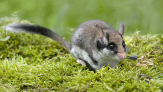 Wiesbaden ist Hauptstadt der Gartenschläfer