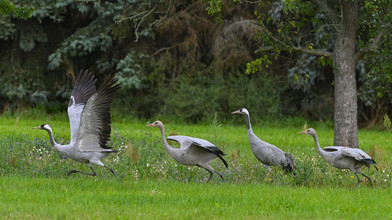 Vogelgrippe in Osthessen: 50 tote Kraniche in Hersfeld-Rotenburg