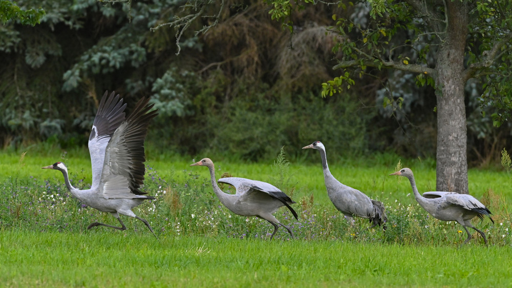 Nachdem bei toten Kranichen im Naturschutzgebieten Rhäden die Geflügelpest nachgewiesen wurde, rät der Kreis Hersfeld-Rotenburg Geflügelhaltern dringend zum Aufstallen. (Symbolbild)