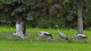 Schwärme von Zugvögeln am Himmel - NABU ruft zur Kranich-Zählung auf