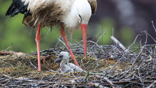 Störche in Amöneburg bekommen neue Nistplätze im Vogelschutzgebiet
