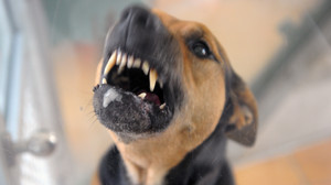 Frau wird in Biebergemünd von Hund attackiert und schwer verletzt