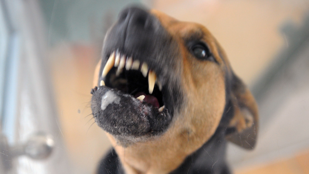 Hund fletscht die Zähne (Symbolbild).