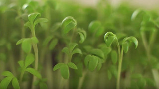 Besser als Spinat: Das ist das gesündeste Lebensmittel der Welt