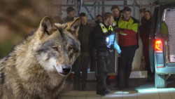 Wolfsangriff in Hamburgs Innenstadt
