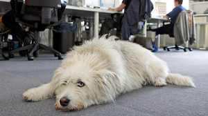 Das sind die Vorteile von Hunden im Büro