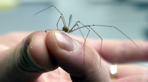 Die größten Spinnen-Mythen: Diese 5 Fakten kennst du noch nicht