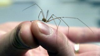 Die größten Spinnen-Mythen: Diese 5 Fakten kennst du noch nicht