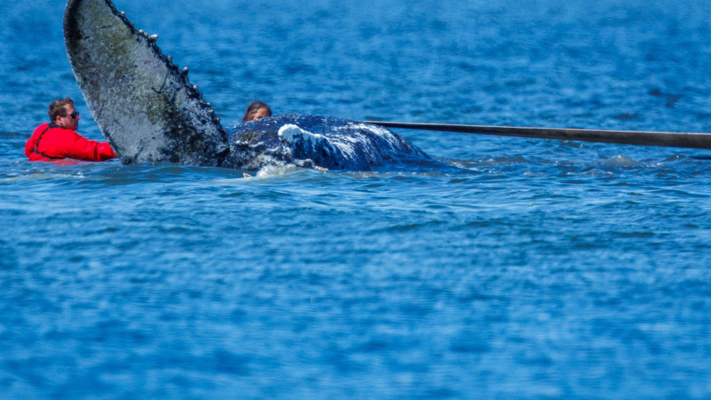 Weitere Entwicklung zum Buckelwal in der Ostsee