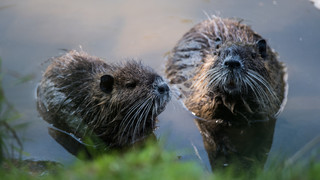 Zahl der bejagten Nutrias in Hessen steigt jährlich