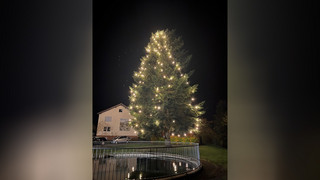 Steht in Flieden Osthessens größter Weihnachtsbaum?