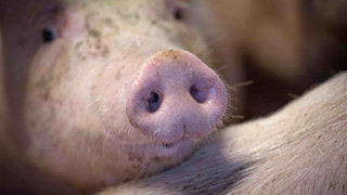 Schweinepest in Stockstadt: 1.100 Schweine sollen getötet werden
