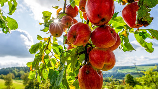 WTO: Deutscher Apfel nicht immer besser fürs Klima als Importapfel