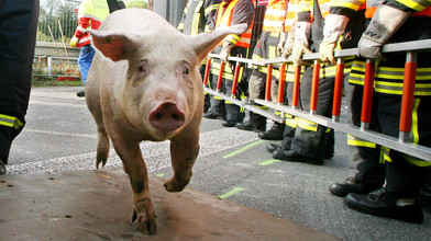 Ausgebüxte Schweine legen A49 bei Schwalmstadt lahm