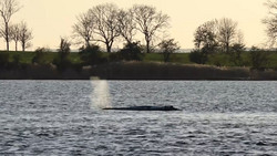 Wettlauf um den Wal: Neue Rettung weiter auf der Kippe