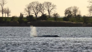 Wettlauf um den Wal: Neue Rettung weiter auf der Kippe