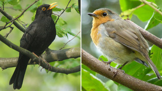 Die Vogeluhr: Wann singt morgens welcher Vogel?