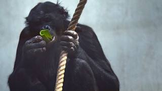 Fallschirmspringer landet in den Niederlanden ungewollt im Affengehege