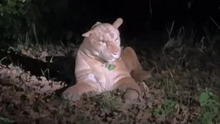 Puma-Alarm in Frankfurt: Polizei entdeckt Kuscheltier in Park