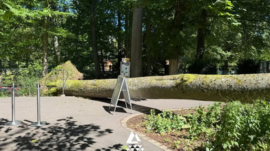 Drama in Bad Orber: Buche im Kurpark umgestürzt