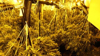 Ahnatal: Drogenermittler heben Cannabisplantage aus