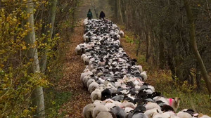Umzug per Fähre: 700 Schafe wechseln ins Winterquartier