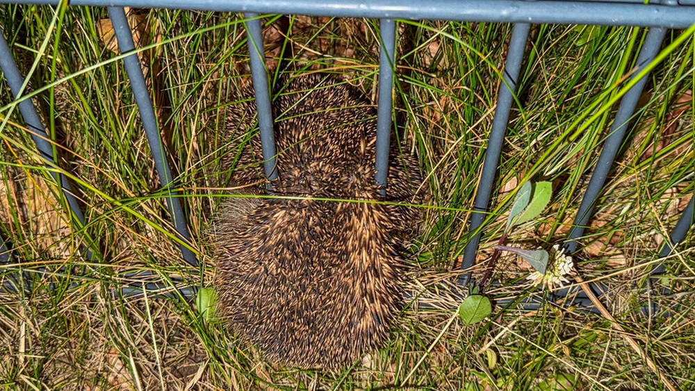 Ein Igel hatte sich in dem Zaun total eingeklemmt und kam nicht mehr von alleine raus.