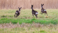 Vogelsbergkreis: Wildtiere leiden unter Trockenheit