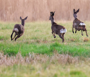 Vogelsbergkreis: Wildtiere leiden unter Trockenheit