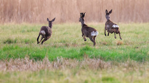 Treibjagden im Vogelsbergkreis: Welche Straßen gesperrt sind