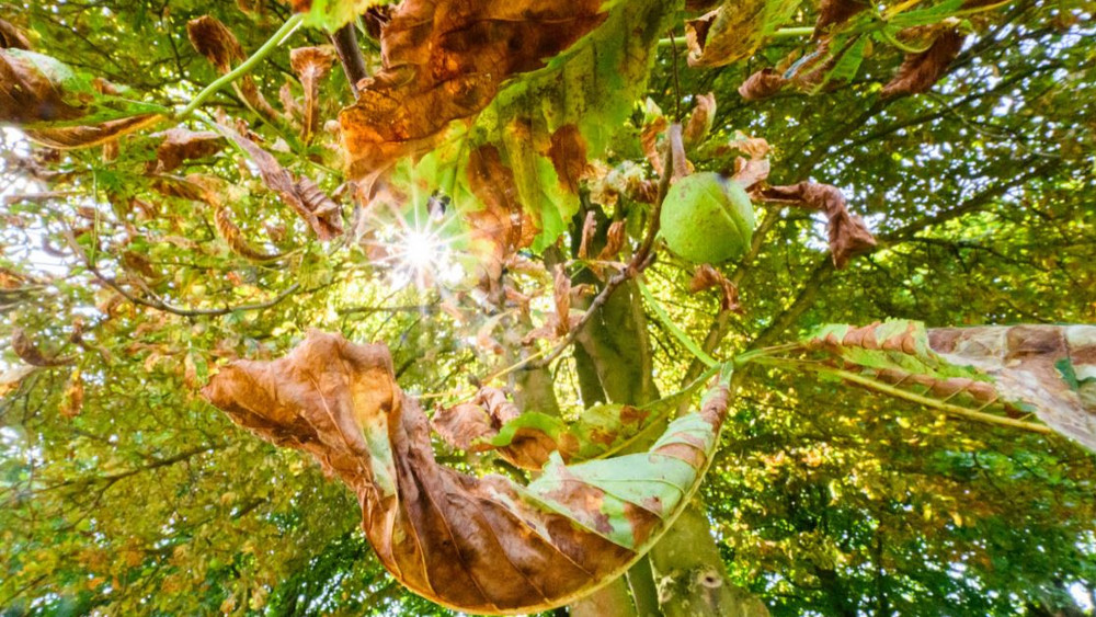 Vertrocknete Blätter der Rosskastanie. Die Bäume werfen früh die Blätter ab und sind anfällig für Krankheiten. (Symbolbild)