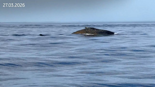 Befreiter Buckelwal strandet erneut – Meeressäuger in Wismarer Bucht