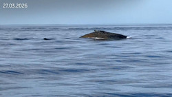 Befreiter Buckelwal strandet erneut – Meeressäuger in Wismarer Bucht