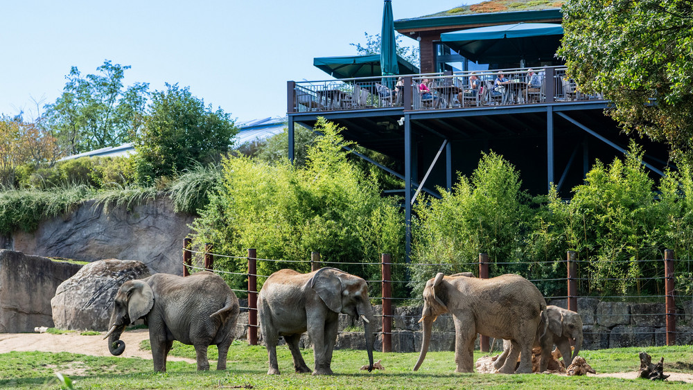 Die afrikanischen Elefanten im Opel-Zoo