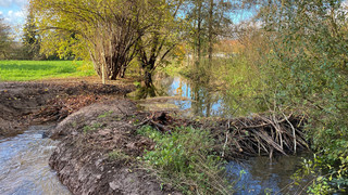 Sorge vor Biber-Dämmen in Vellmar: Nager lässt sich schwer austricksen