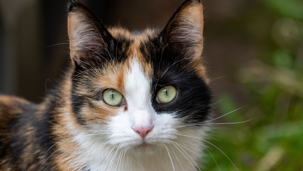 Das Tierheim Fulda-Hünfeld fordert eine Kastrationspflicht für Katzen, die nach draußen dürfen. (Symbolbild)