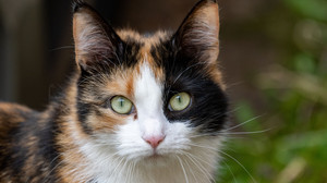 Tierheim in Fulda-Hünfeld schlägt Alarm: Zu viele Katzen