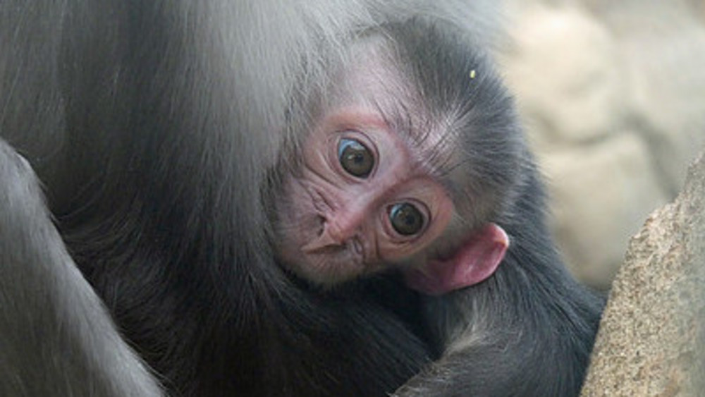 Neugeborenes Affenbaby im Frankfurter Zoo