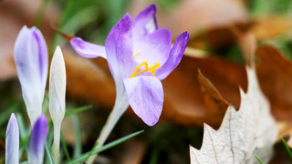 So genießt du den Frühling trotz Lockdown