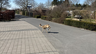 Reh verirrt sich bei der Feuerwehr: Rettungsaktion in Alzenau