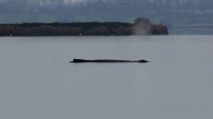 Wal vor Poel bewegt Urlauber: Zustand laut Fachleuten kritisch