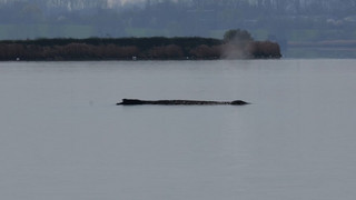 Wal vor Poel bewegt Urlauber: Zustand laut Fachleuten kritisch