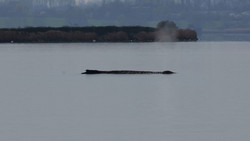 Wal vor Poel bewegt Urlauber: Zustand laut Fachleuten kritisch