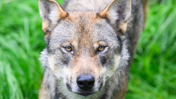 Eilantrag stoppt Wolfsjagd im Lahn Dill Kreis