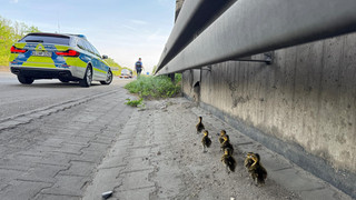 Entenküken-Rettung auf Autobahn: Polizei leistet tierischen Einsatz
