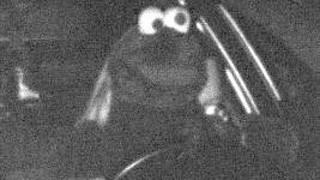 Blitzer macht Foto von Person in Sesamstraßen-Kostüm