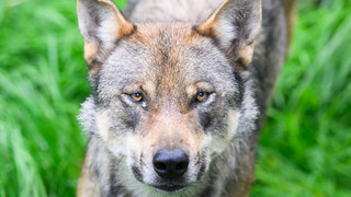Lahn-Dill-Kreis gibt Jungwölfe zum Abschuss frei